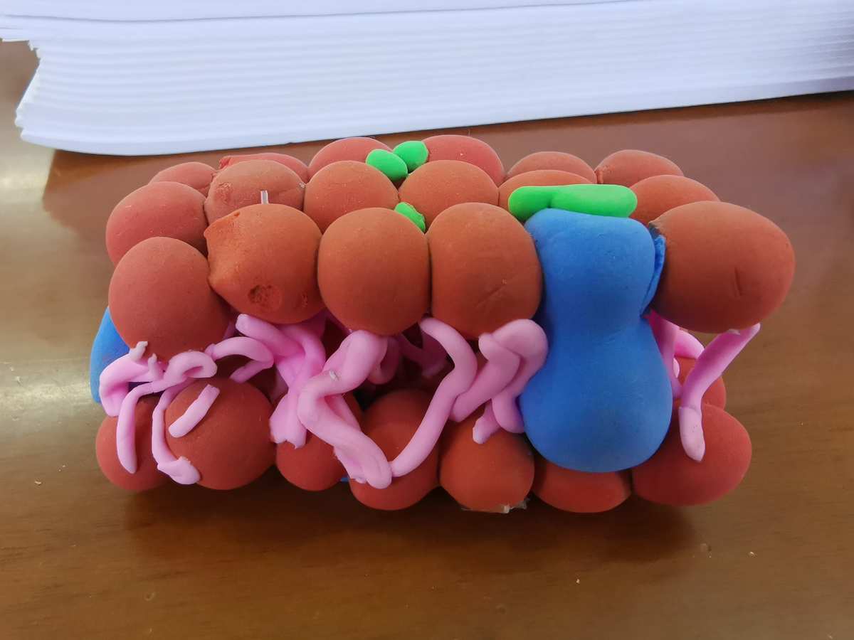 肾小球系膜细胞_ps手机钢化膜膜怎么制作_细胞膜模型制作