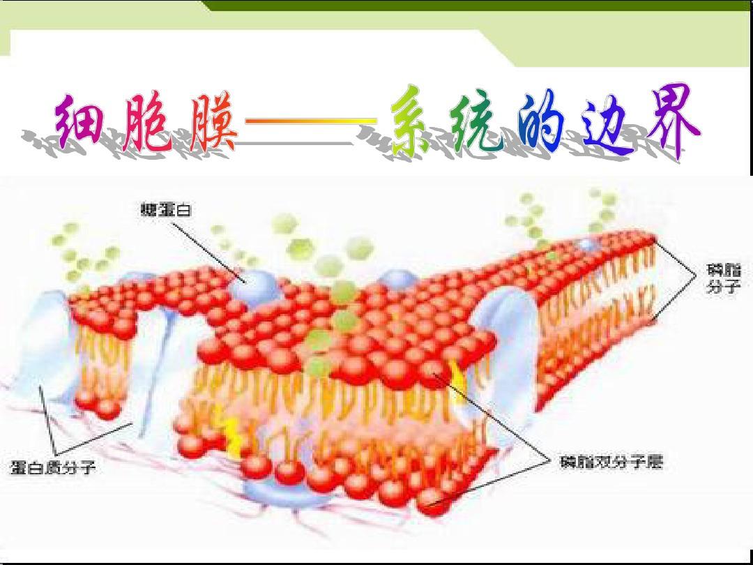 如何制作细胞膜模型_细胞膜模型手工_细胞膜模型制作