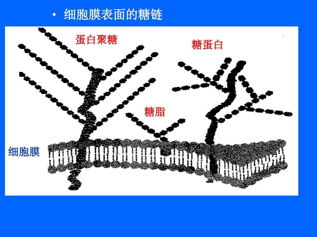 细胞膜蛋白的种类_细胞膜蛋白分为哪两类_细胞膜蛋白