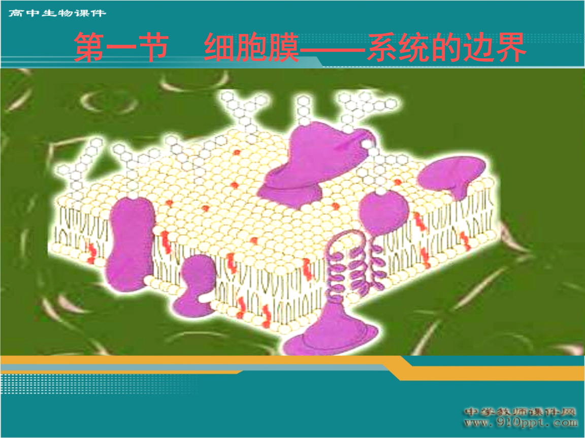 细胞膜流动性是指_细胞膜流动性定义_细胞膜流动性