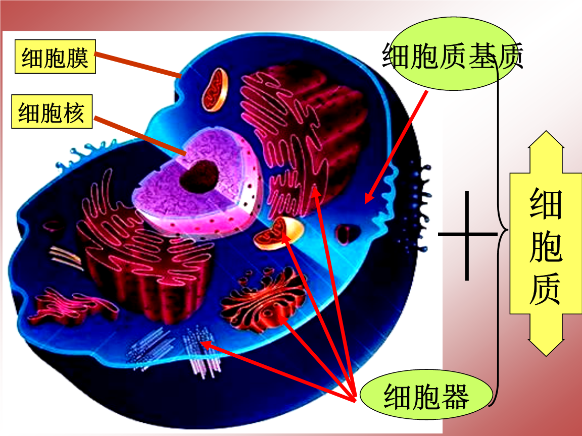 细胞膜结构模型图_细胞膜结构图怎么画_细胞膜结构模式图
