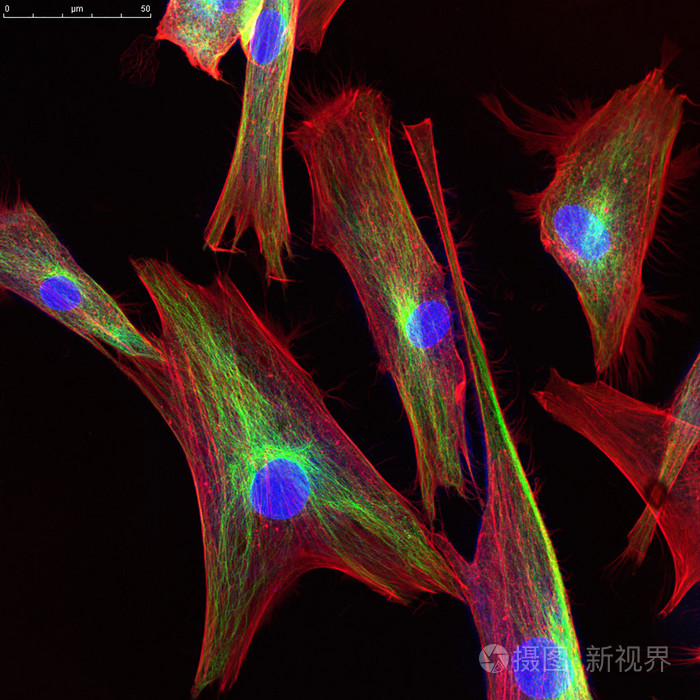 过氧化氢酶实验高中生物视频_高中生物酶的实验视频_氢酶怎么读