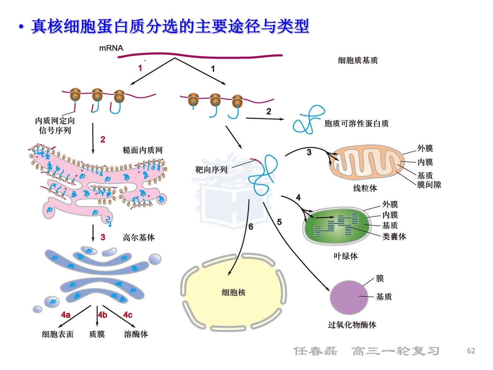 细胞膜 边界的系统ppt_细胞膜 边界的系统ppt_细胞膜 边界的系统ppt