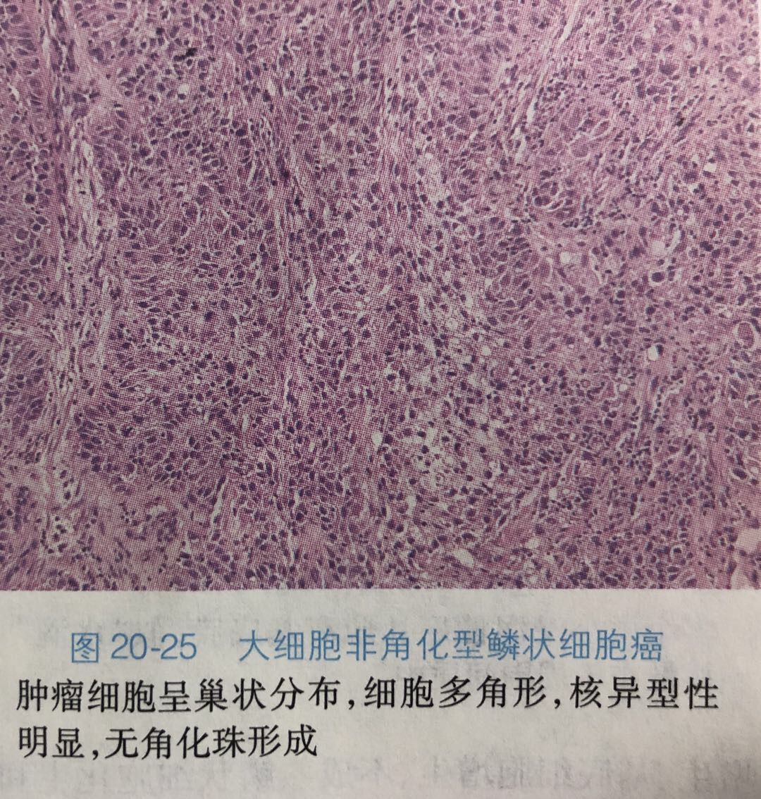 细胞膜 边界的系统ppt_细胞膜系统的边界ppt课件_系统的边界细胞膜