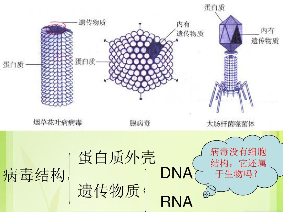 细胞膜受体_细胞膜受体_细胞膜受体