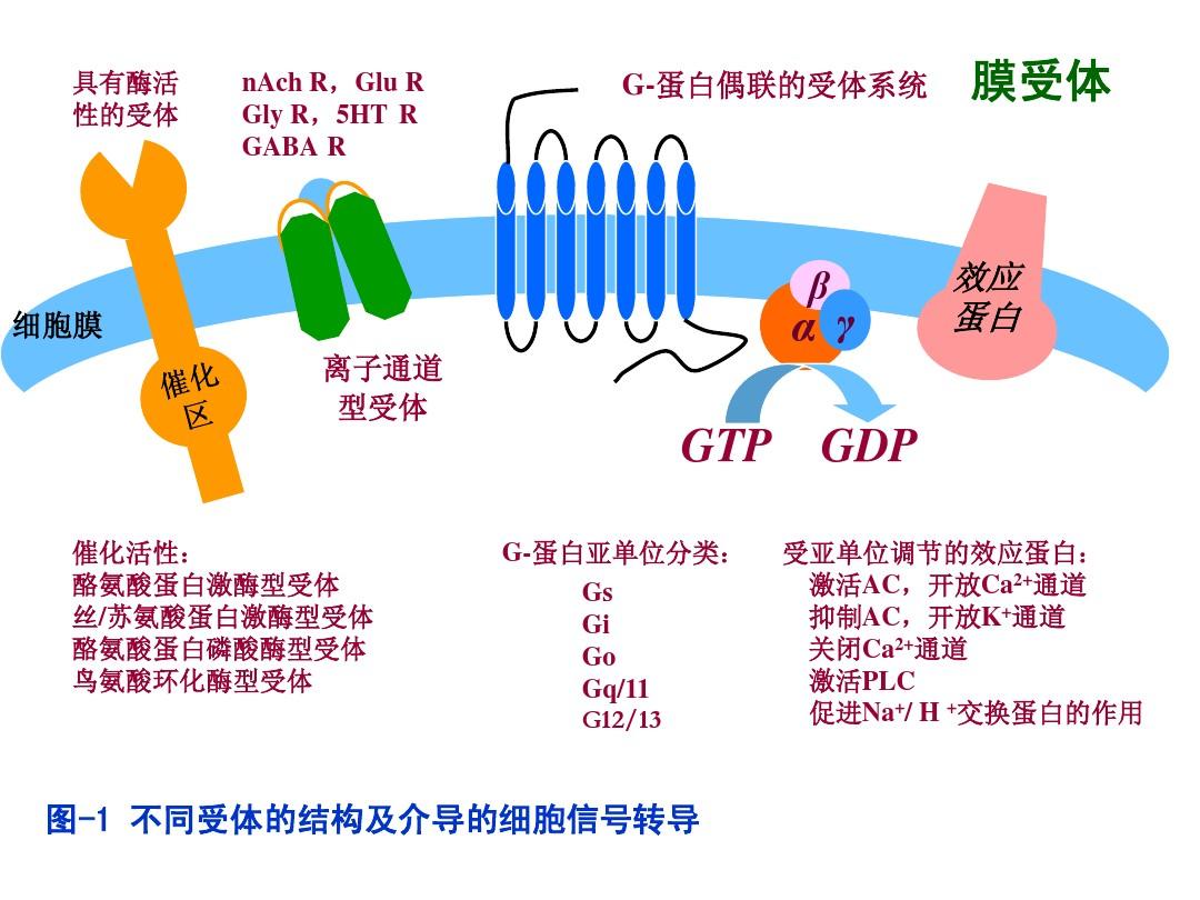 细胞膜受体的三种类型_细胞膜受体_细胞膜受体是