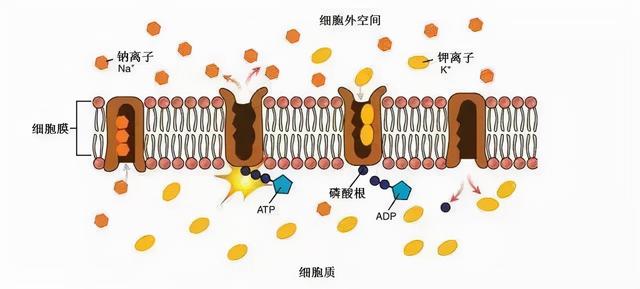 细胞膜是单层膜还是双层膜_细胞膜是单层膜还是双层膜_细胞膜是单层膜还是双层膜