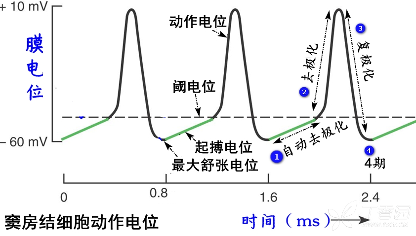 细胞膜电位减小称为_细胞膜内负电位向减小的方向变化称为_膜内负电位减小称为