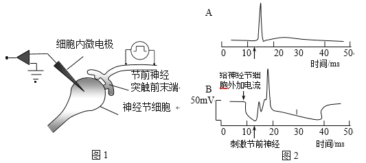 什么是细胞膜片_细胞膜片_细胞膜片钳