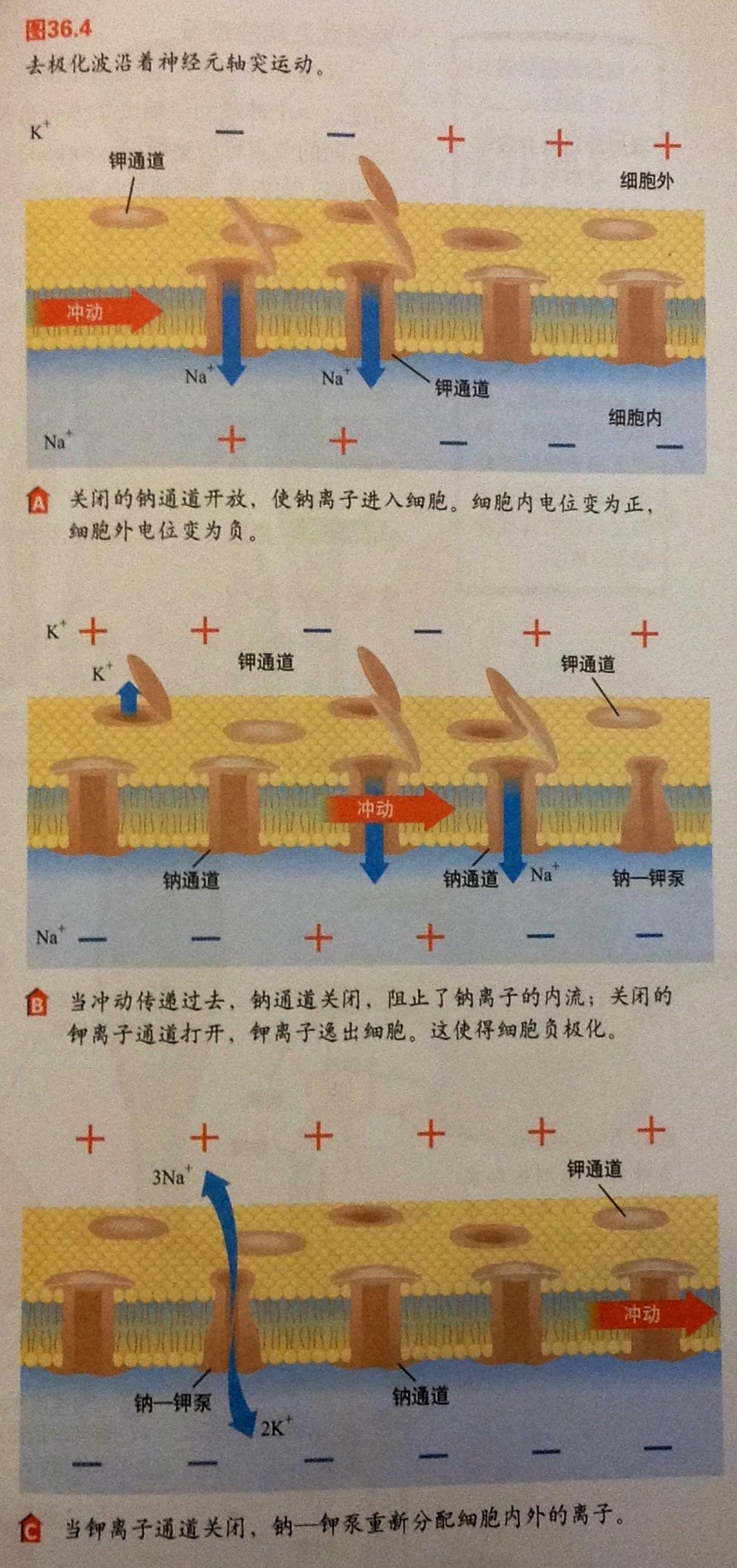 细胞膜离子通透性_细胞膜离子通道_细胞膜离子通道的特征