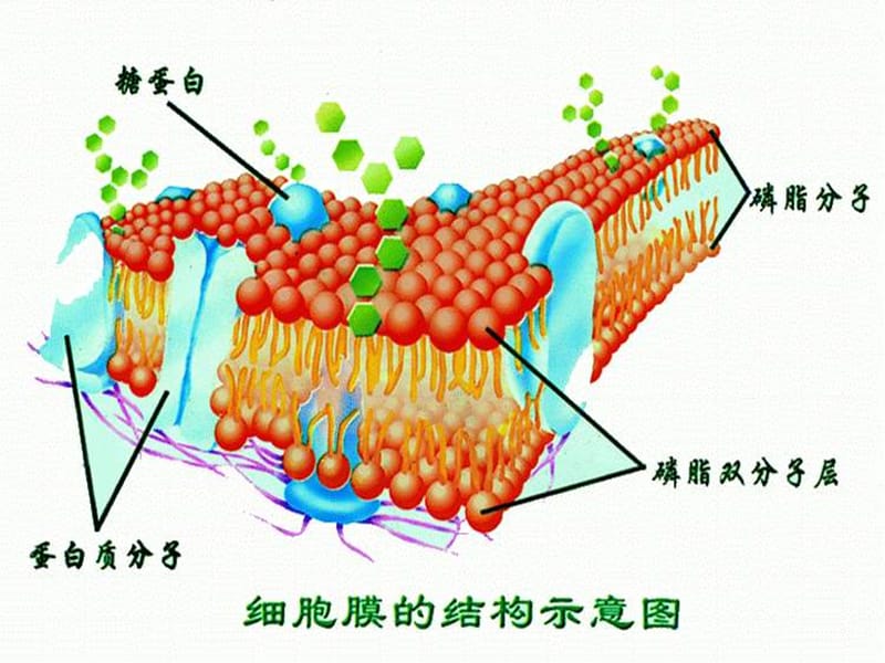 细胞膜水通道的原理_细胞膜水通道_细胞膜水通道蛋白