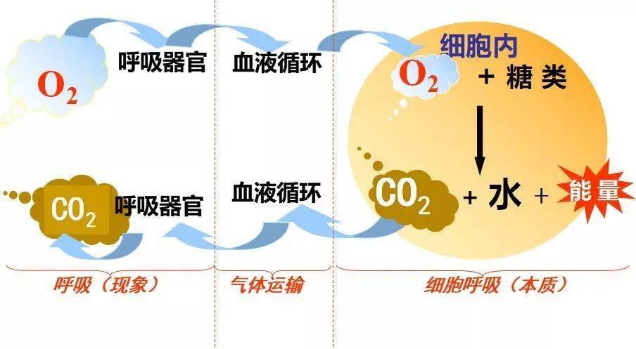 细胞膜损伤_细胞膜受损得什么病_细胞膜受损的原因
