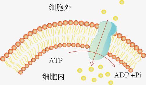 细胞膜水性通道_细胞膜水通道蛋白_细胞膜水通道