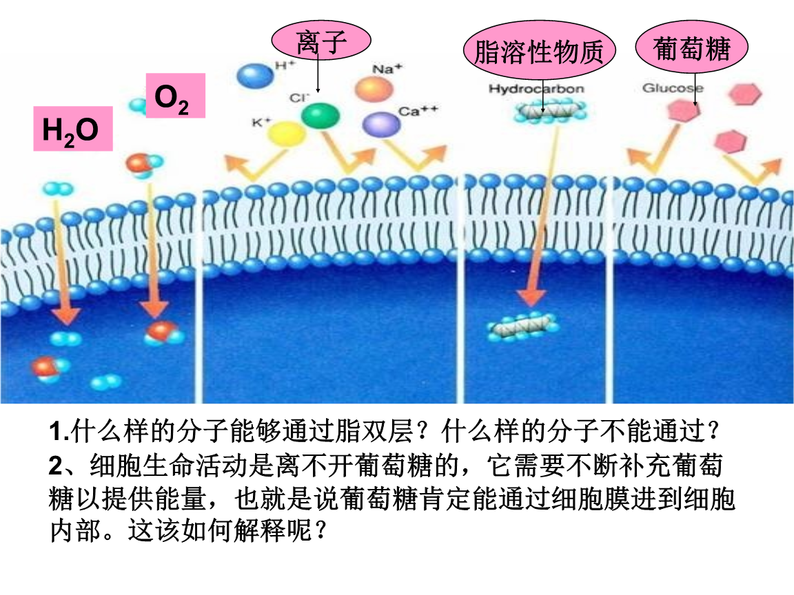 流动镶嵌模型是细胞膜吗_细胞膜的流动镶嵌模型制作_细胞膜的流动镶嵌模型