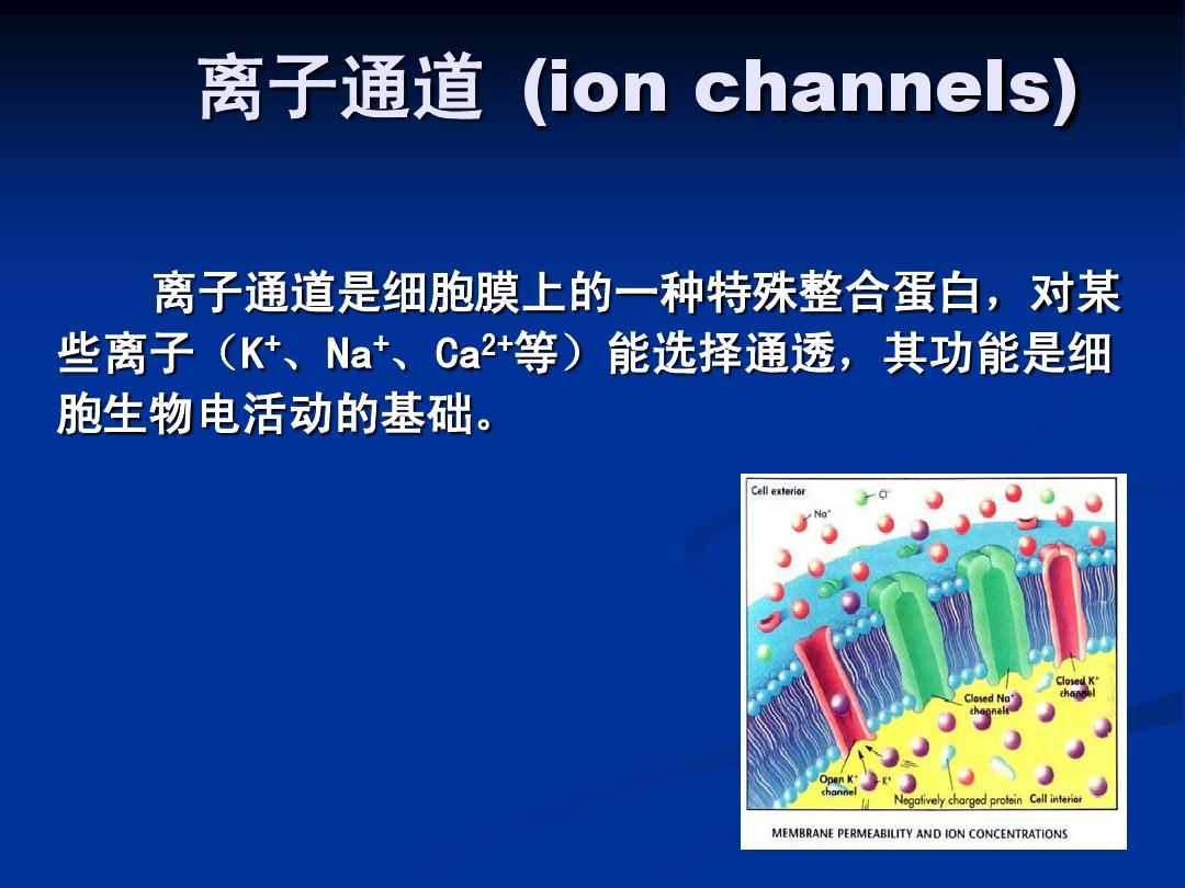 细胞膜通道的功能状态_细胞膜通道_细胞膜通道蛋白及其功能