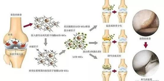 离子通道钠钾泵_钾离子钠离子通道阻断剂_钠离子钾离子通道阻滞剂