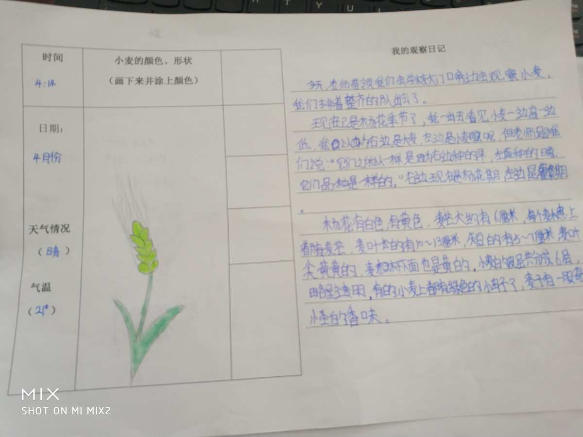 种子的实验视频_实验观察种子的结构视频_观察种子的结构实验视频