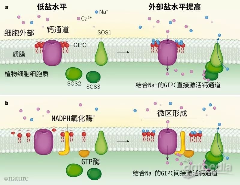 细胞膜通透性特点_细胞膜通透性增高_细胞膜透性
