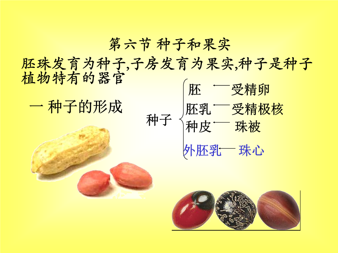观察种子的结构实验视频_种子观察实验报告_实验观察种子的结构视频