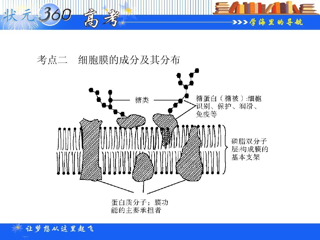 细胞膜离子通道_细胞膜离子通透性_细胞膜水通道和离子通道