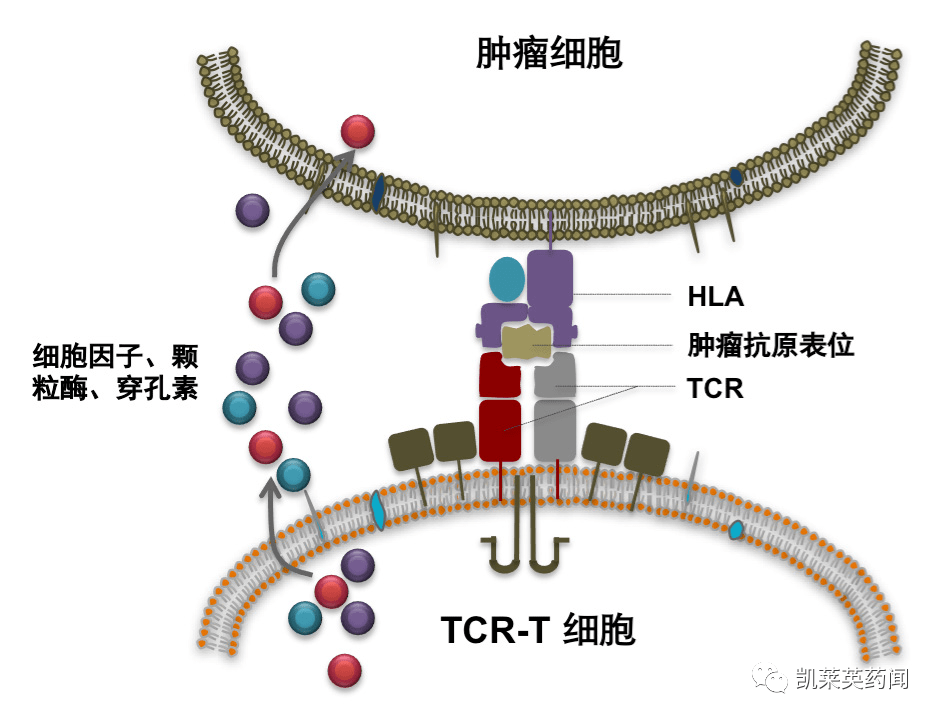 细胞膜抗原分化检测结果分析_细胞膜抗原分化检测是查什么_细胞膜抗原