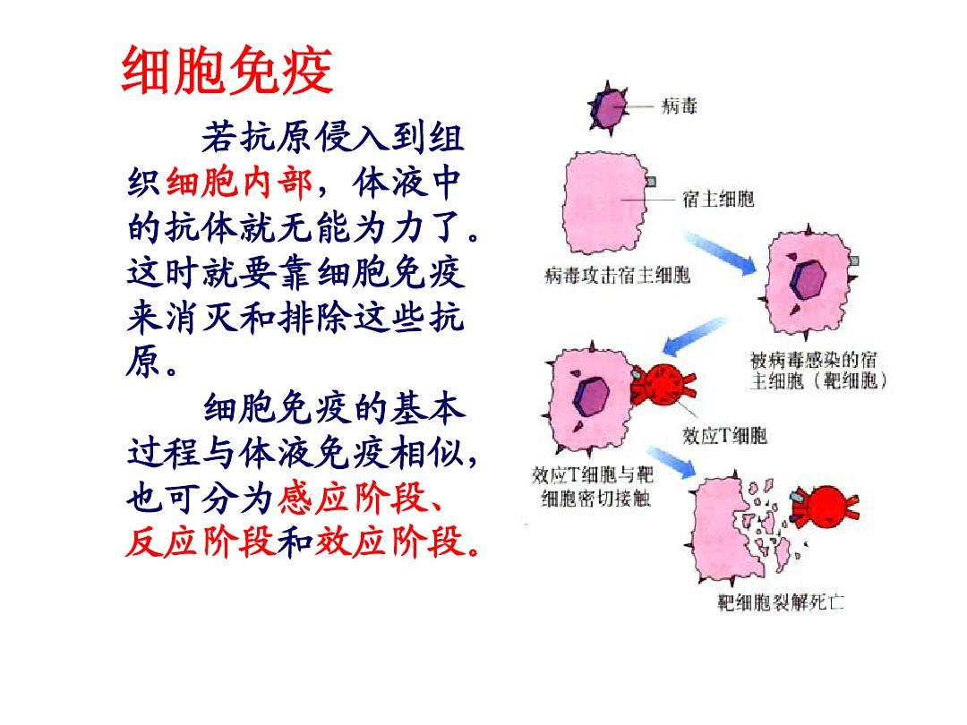 细胞膜抗原_细胞膜抗原功能_细胞膜抗原分化检测结果分析