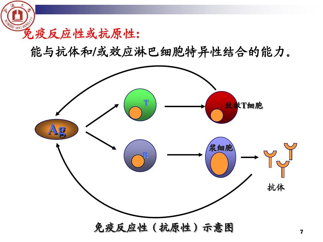 膜抗原是什么_细胞膜抗原_细胞膜抗原分化检测结果分析