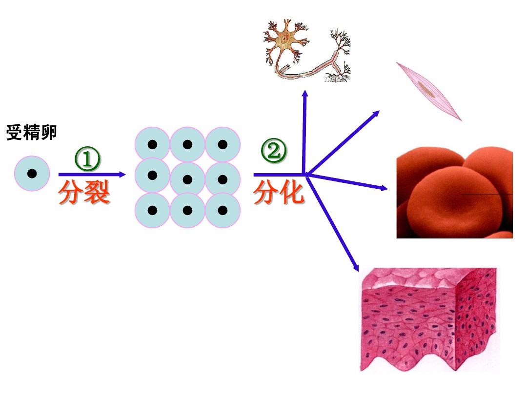 成像物理规律图凸面镜怎么画_物理凸面镜成像的性质_物理凸面镜成像规律图