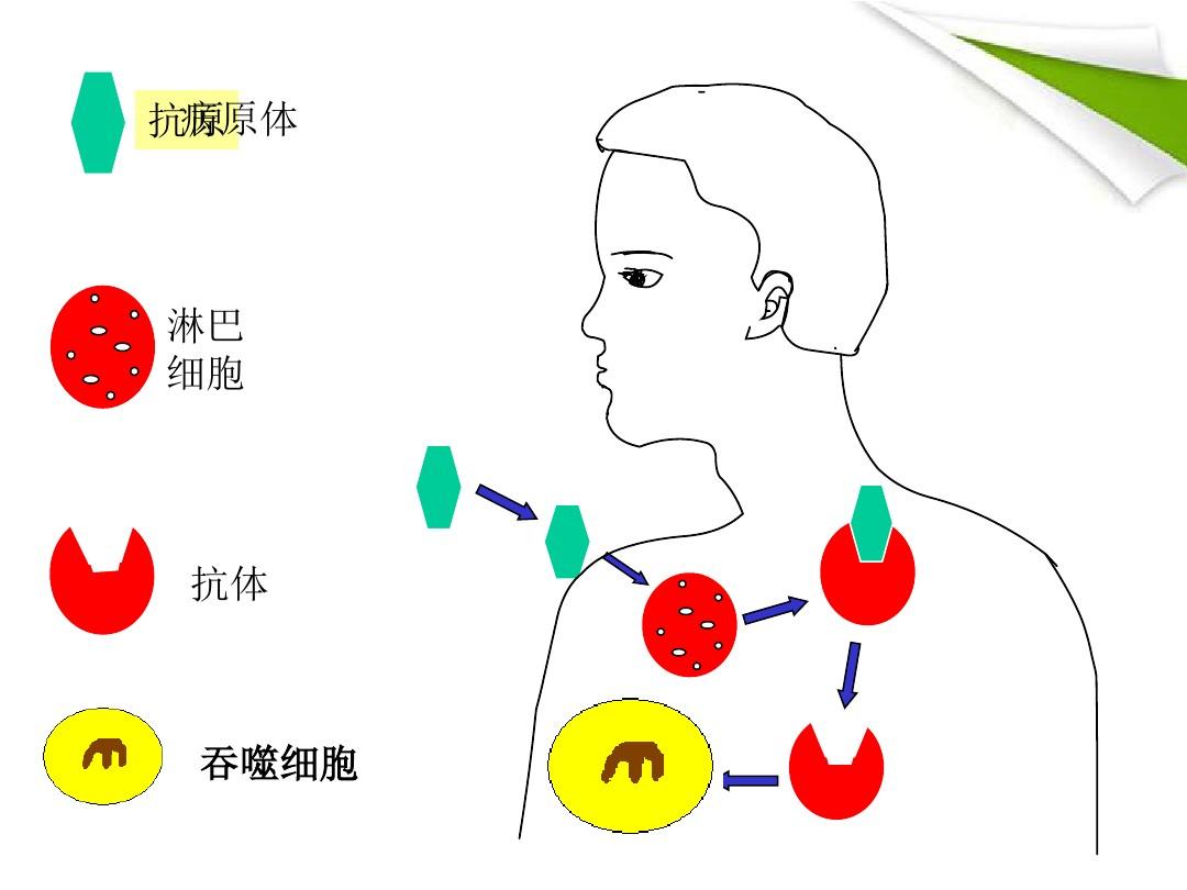 细胞膜抗原_细胞膜抗原分化检测结果分析_膜抗原是什么