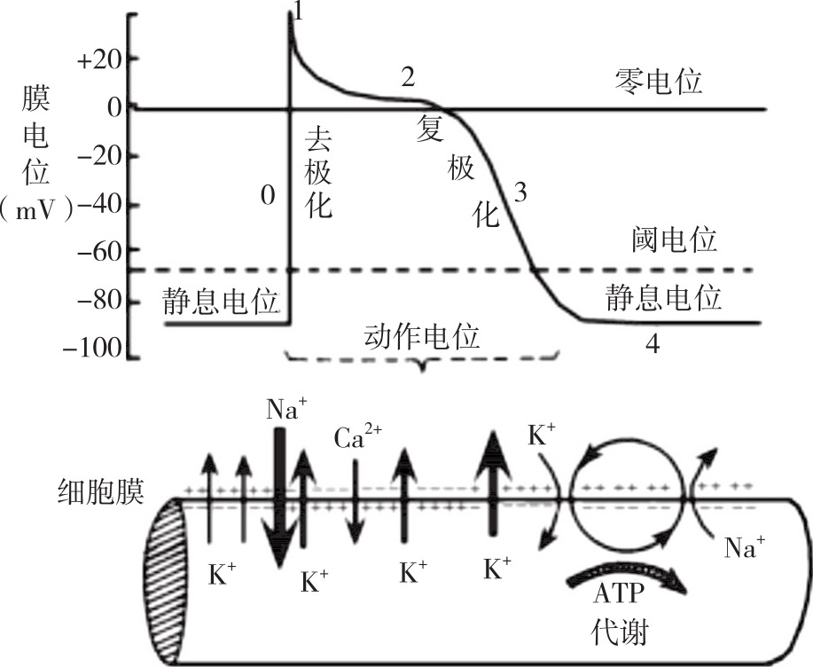 膜细胞是什么_细胞膜图片_肾小球内皮细胞和系膜细胞图片