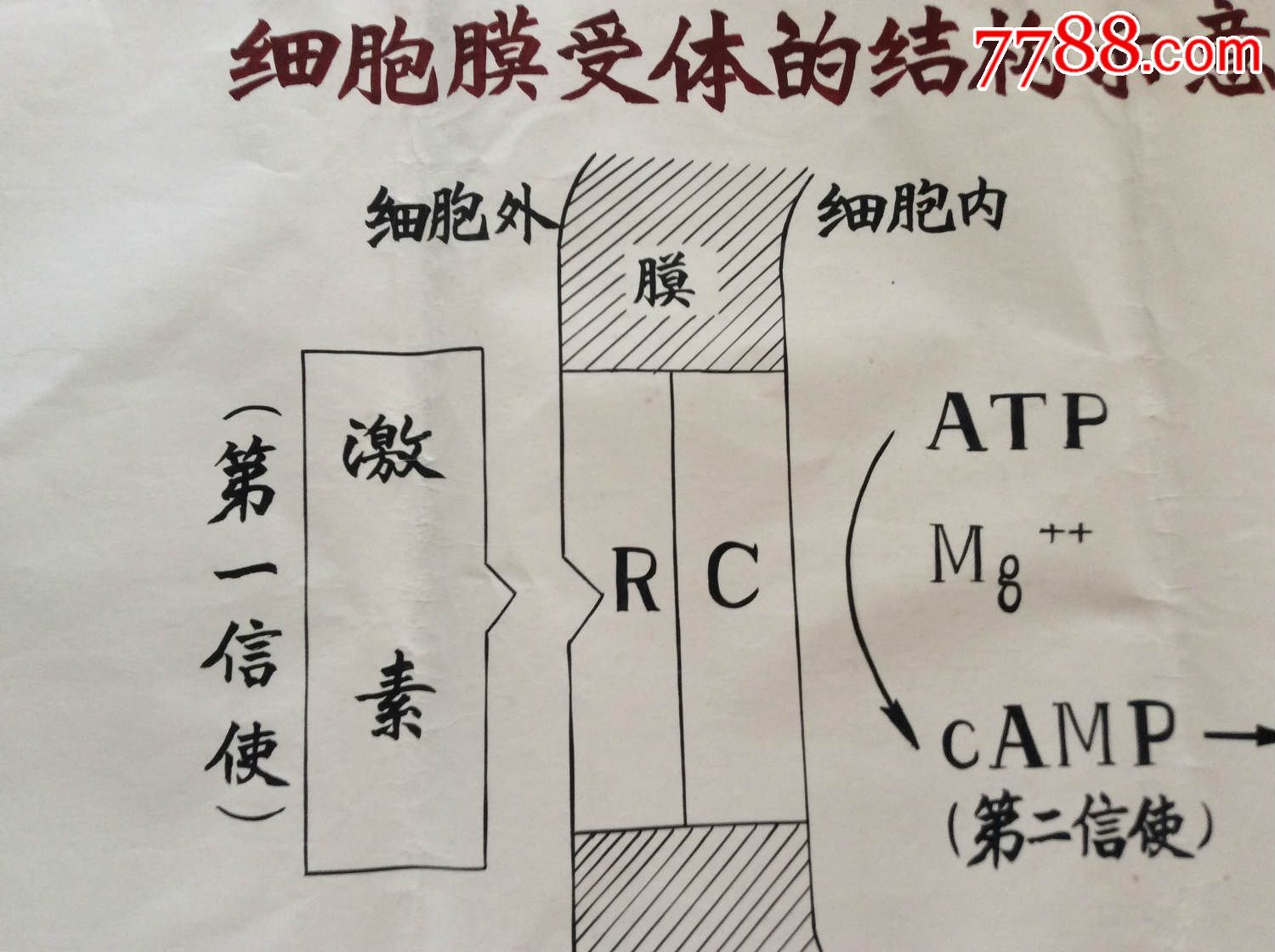 细胞膜色谱原理_细胞膜色谱_细胞膜色谱法的基本原理