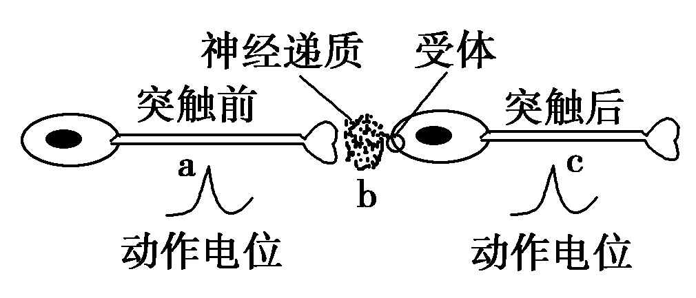 细胞膜内负电位向减小的方向变化称为_细胞膜内的负电位减小_细胞膜电位减小称为