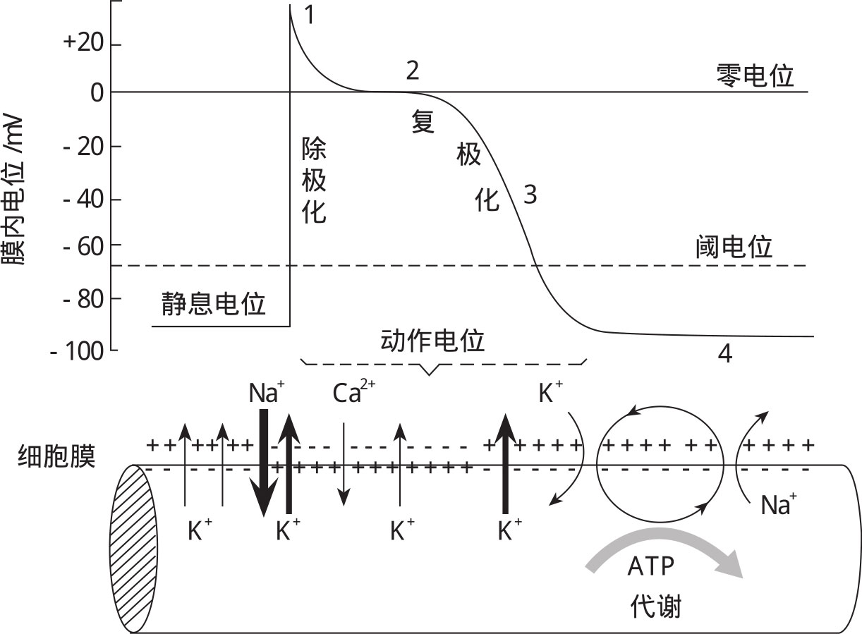 细胞膜内的负电位减小_膜内负电位减小称为_细胞膜内负电位向减小的方向变化称为