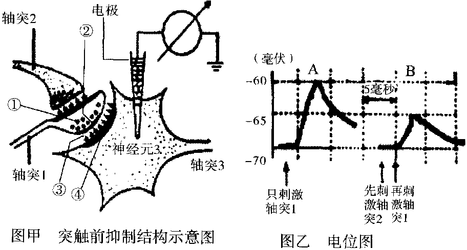 细胞膜内负电位向减小的方向变化称为_细胞膜内的负电位减小_细胞膜内电位负值减小称为