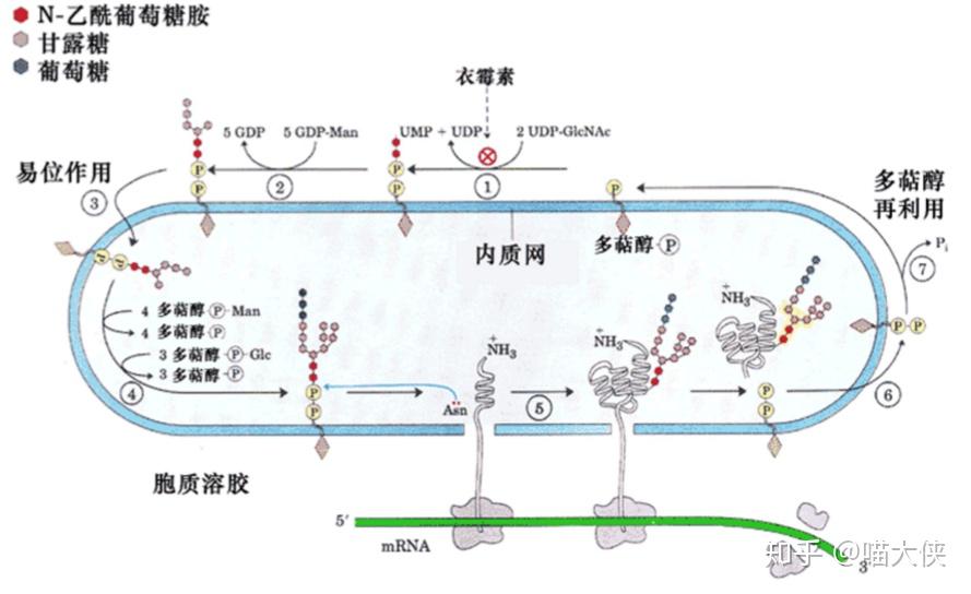 流动镶嵌模型是细胞膜吗_细胞膜的流动镶嵌模型制作_细胞膜的流动镶嵌模型