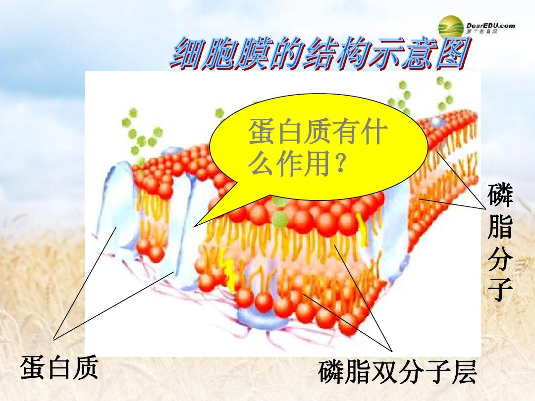 流动镶嵌模型是细胞膜吗_细胞膜的流动镶嵌模型_细胞膜的流动镶嵌模型制作