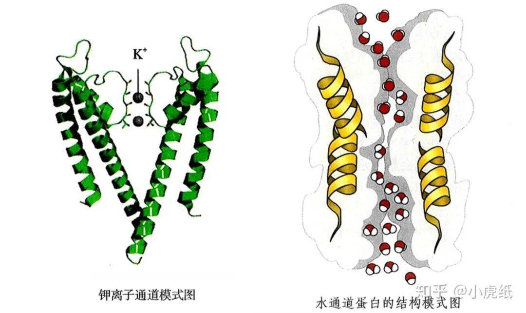 细胞膜处于极化状态_膜细胞恢复极化状态称去极化吗_细胞膜去极化后恢复到原来的状态 称为