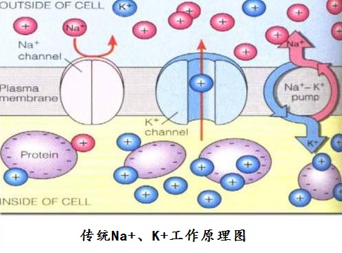 细胞膜片钳_细胞膜片_细胞膜片钳技术