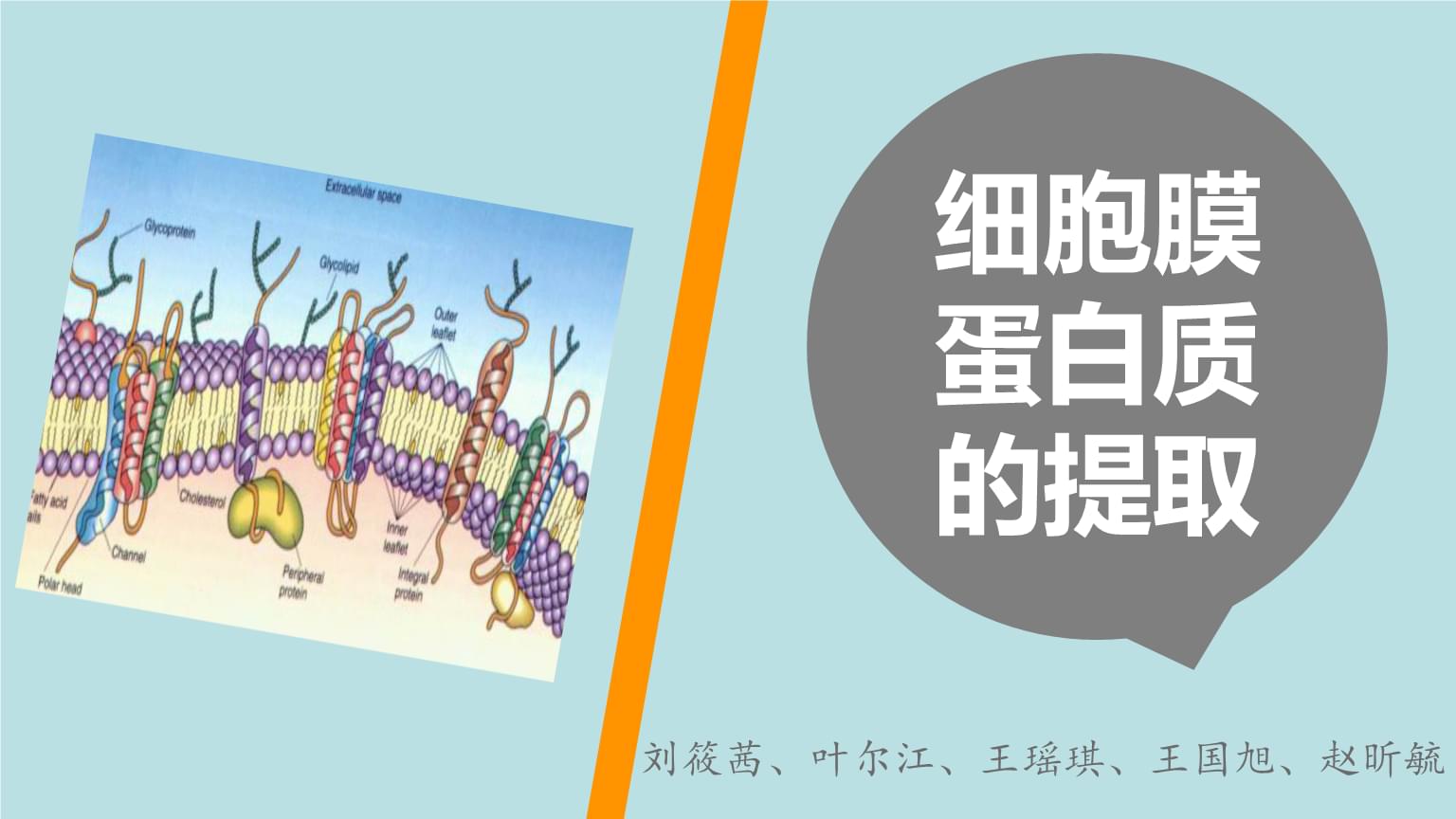 细胞膜系统的边界教材分析_细胞膜——系统的边界ppt_细胞膜系统的边界ppt课件