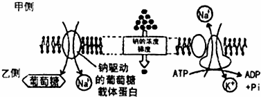 细胞膜稳态剂_稳定细胞膜_细胞膜稳定作用