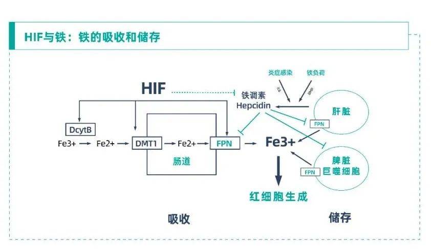 细胞膜稳态剂的作用_细胞膜稳定性_细胞膜稳态剂