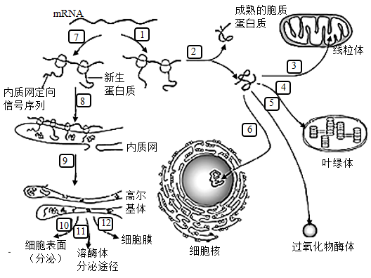 细胞膜结构图_膜结构细胞器_构建细胞膜的结构模型