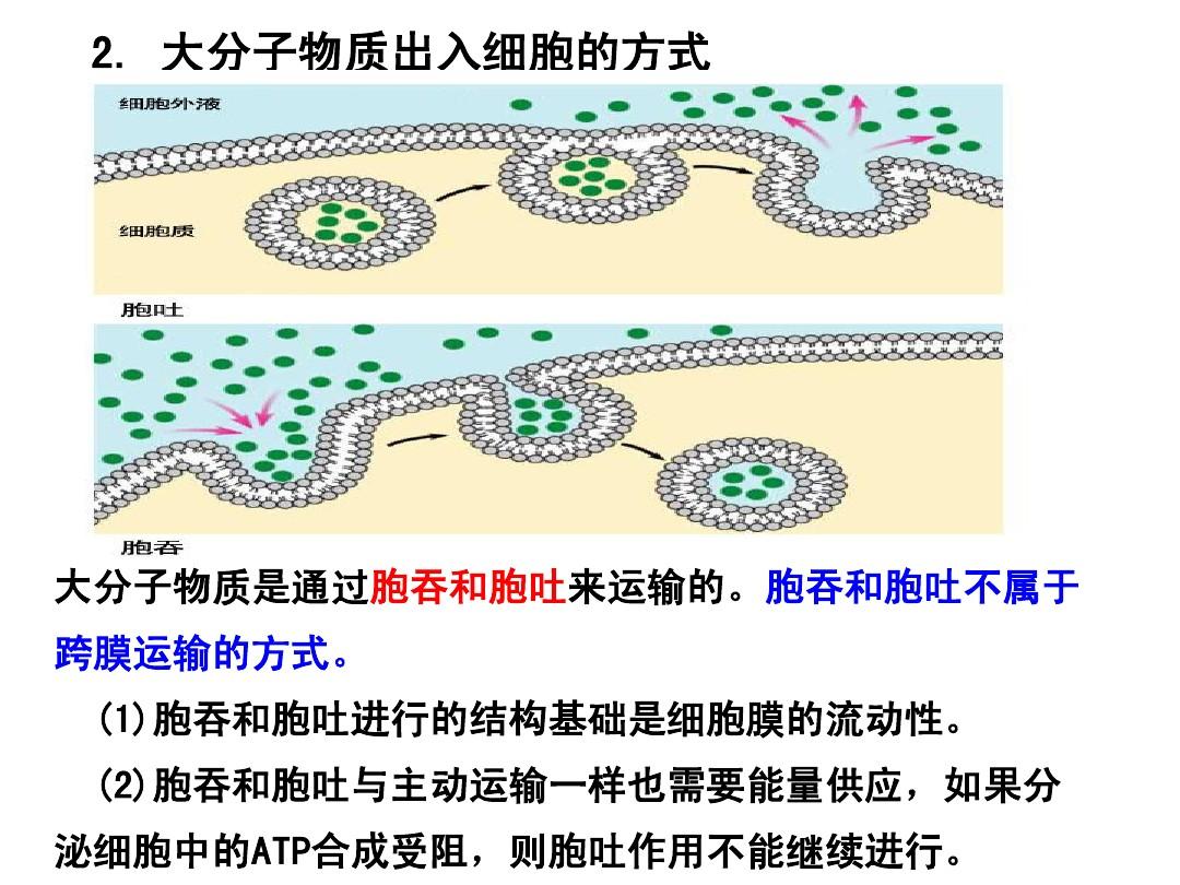 细胞膜流动性_细胞膜流动性定义_细胞膜流动性是指