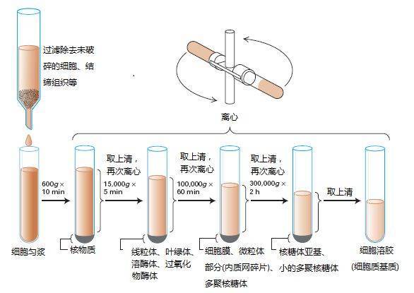 细胞膜色谱的优点是_细胞膜色谱法的基本原理_细胞膜色谱