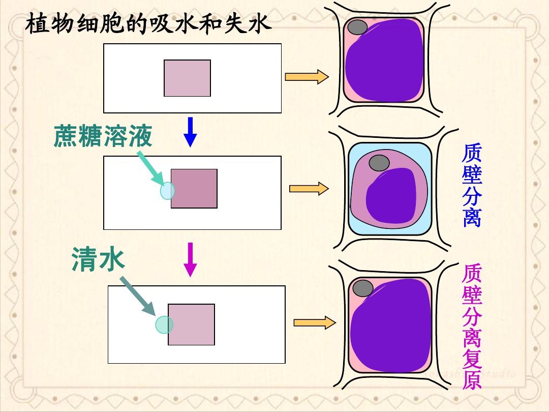 细胞膜流动性表现在哪里_细胞膜流动性_细胞膜流动性是指