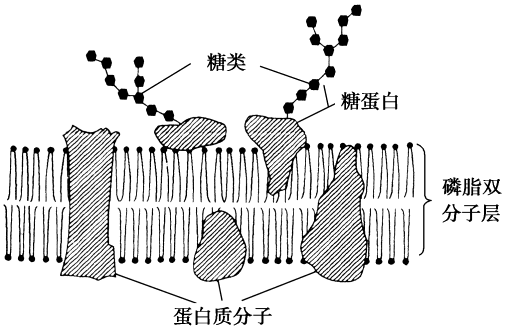 细胞器膜糖蛋白_细胞膜糖蛋白_细胞膜的糖蛋白是多糖吗