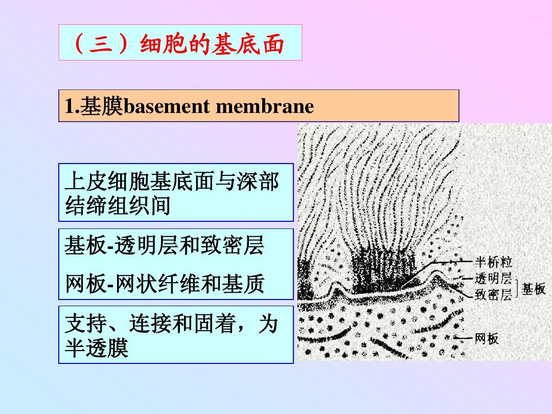细胞膜糖蛋白_细胞膜的糖蛋白是多糖吗_细胞膜糖蛋白的三大功能