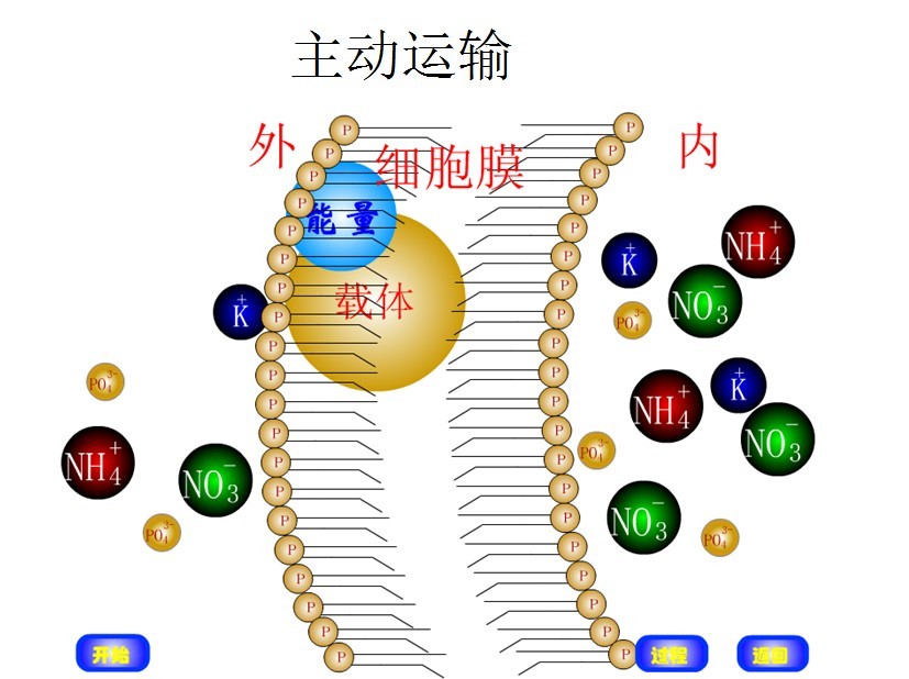 细胞器膜糖蛋白_细胞膜糖蛋白_细胞膜糖蛋白的三大功能