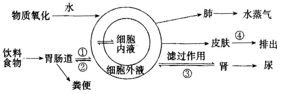 细胞膜稳态剂_细胞膜稳态剂的作用_细胞膜稳定性