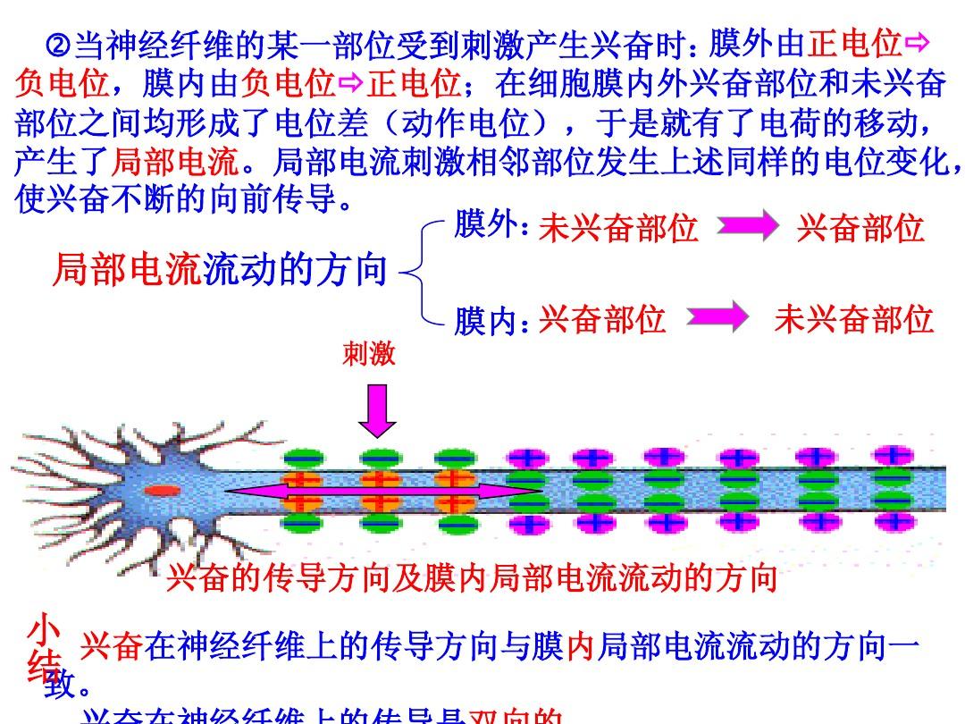 细胞膜内的负电位减小_细胞膜内负电位向减小的方向变化称为_细胞膜内电位负值减小称为